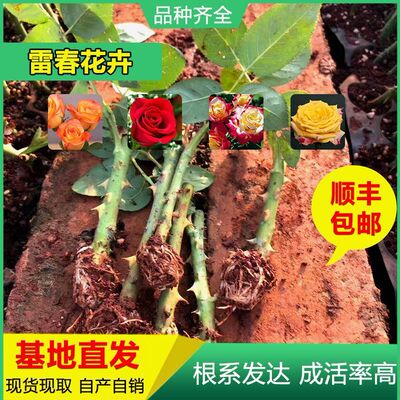 100棵顺丰包邮可混搭云南玫瑰苗卡罗拉玫瑰苗 鲜切花苗月季花苗
