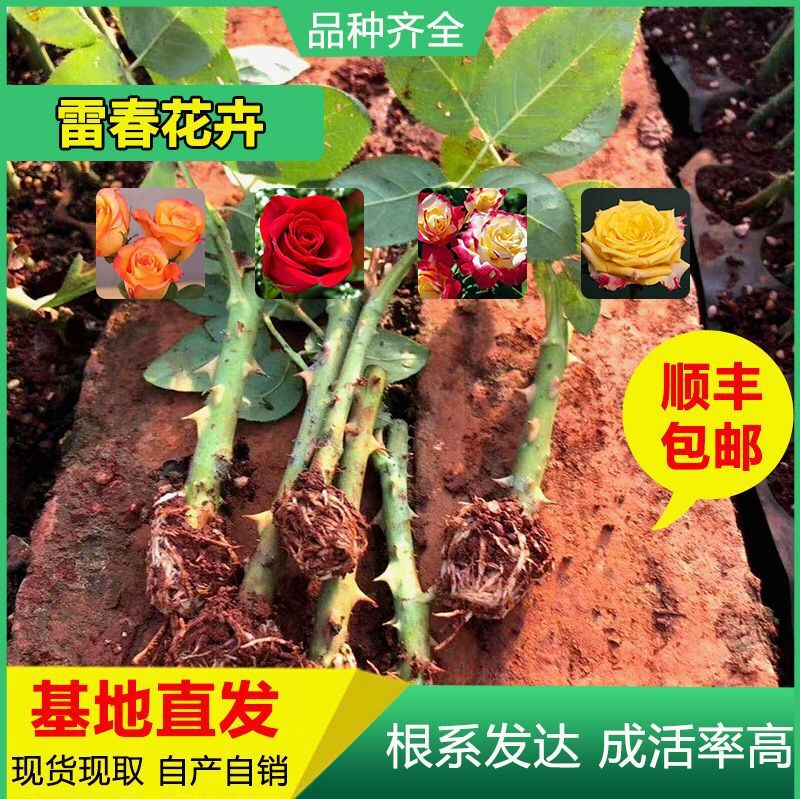 100棵顺丰包邮可混搭云南玫瑰苗卡罗拉玫瑰苗 鲜切花苗月季花苗