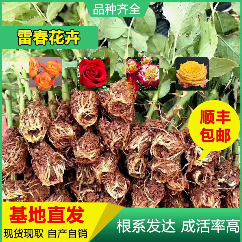 2000 Shunfeng Почтовые расходы можно смешивать и сочетать рассаду роз из Юньнани Рассада роз Карола Роза Свежесрезанная рассада роз