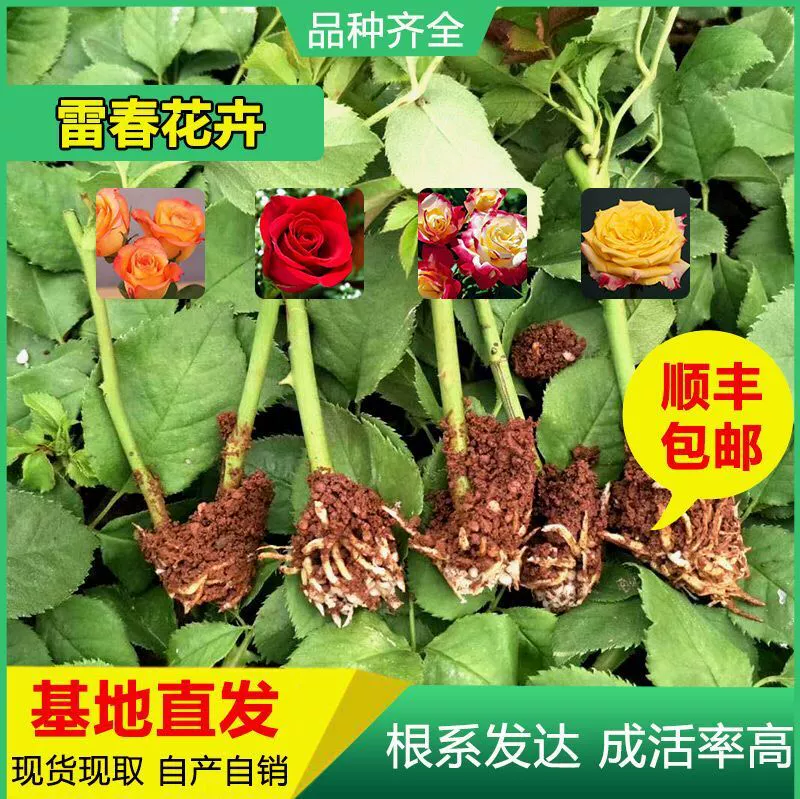 400 SF можно смешивать с Юньнань Роза рассада венчик Роза рассада Свежие Срезанные Цветочные саженцы