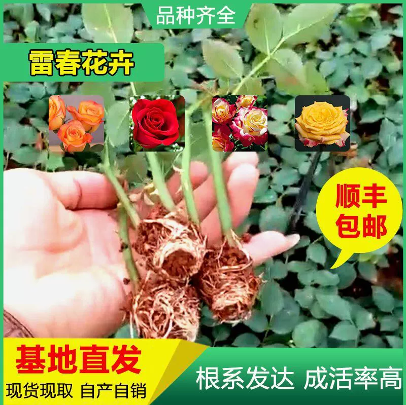 300 Shunfeng Почтовые расходы можно смешивать и сочетать рассадку роз из Юньнани Рассада роз Карола Роза Свежесрезанная рассада роз