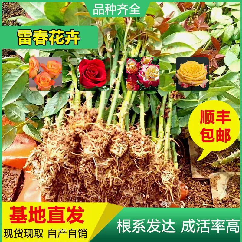 500 Shunfeng Почтовые расходы Можно смешивать и сочетать рассадку роз Юньнань Рассада роз Карола Роза Свежесрезанная рассада роз