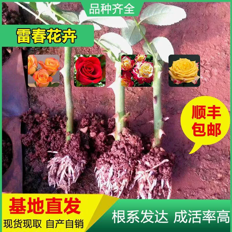 3000 Shunfeng Почтовые расходы можно смешивать и сочетать рассады роз Юньнань Рассада роз Карола Роза Свежесрезанная рассада роз