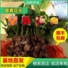 õ õN rл ¼Сļ_õ