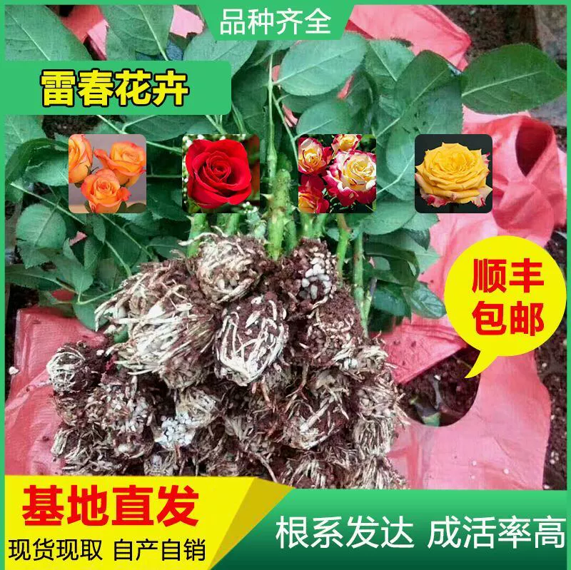 10000 Shunfeng Почтовые расходы можно смешивать и сочетать рассаду роз Юньнань Рассада роз Карола Роза Свежесрезанная рассада роз