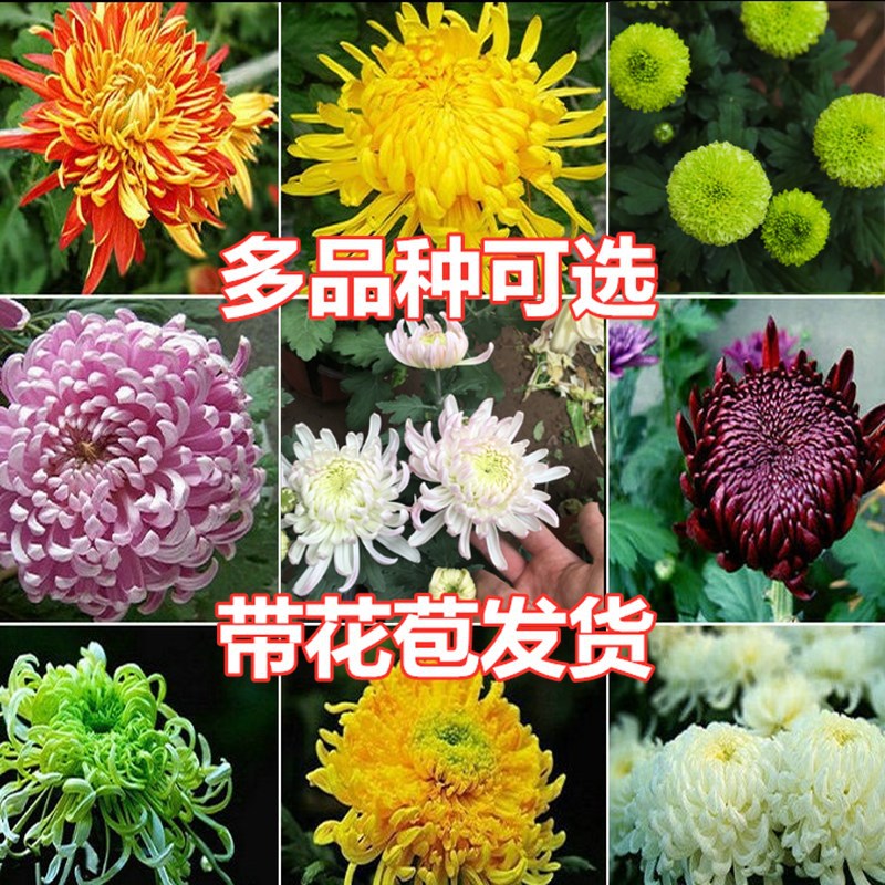 大菊花苗秋菊盆栽大苗九月大菊秋千头菊菊花苗花卉植物盆栽今年开