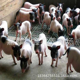 小香猪哪里有卖的出售荷兰宠物小香猪小香猪价格 纯种巴马小香猪