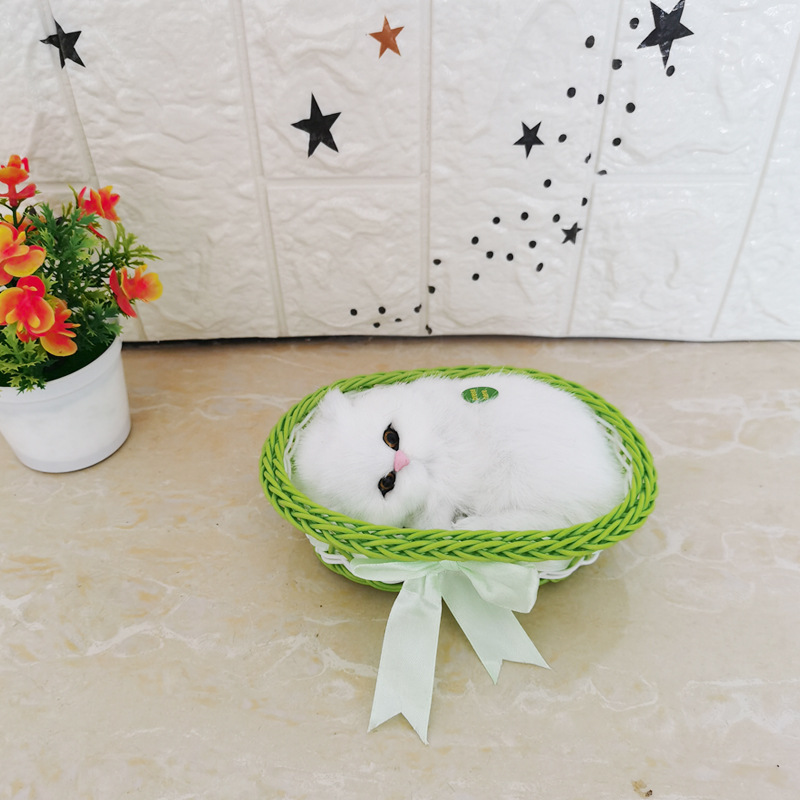 녹색 큰 상자 순수한 흰색 고양이를 부를 것입니다