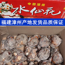 批发漳州水仙花种球标准三级（一箱装20粒）冬季水培花卉产地现货