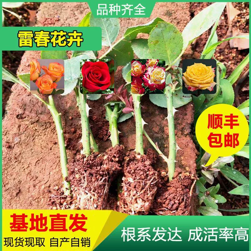 150 Shunfeng Почтовые расходы можно смешивать и сочетать рассады роз Юньнань рассада роз Карола Роза Свежесрезанная рассада роз