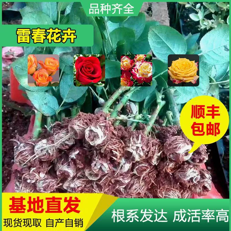 1000 SF можно смешать с рассады роз Юньнань Corolla рассады розы свежесрезанные рассады цветов