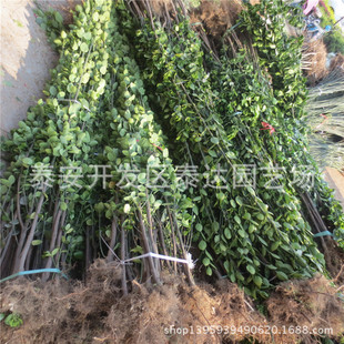 ���۵�·�G���������S���� 50cm�������S�������l�r��