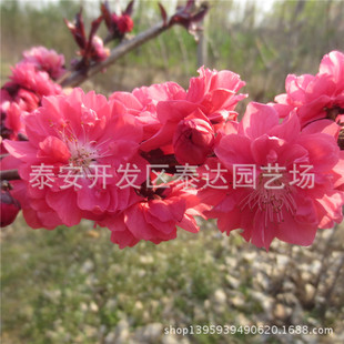 ���ۼt�~����С�� �޽Ӯ���t�~���� �ذ���������l�r��