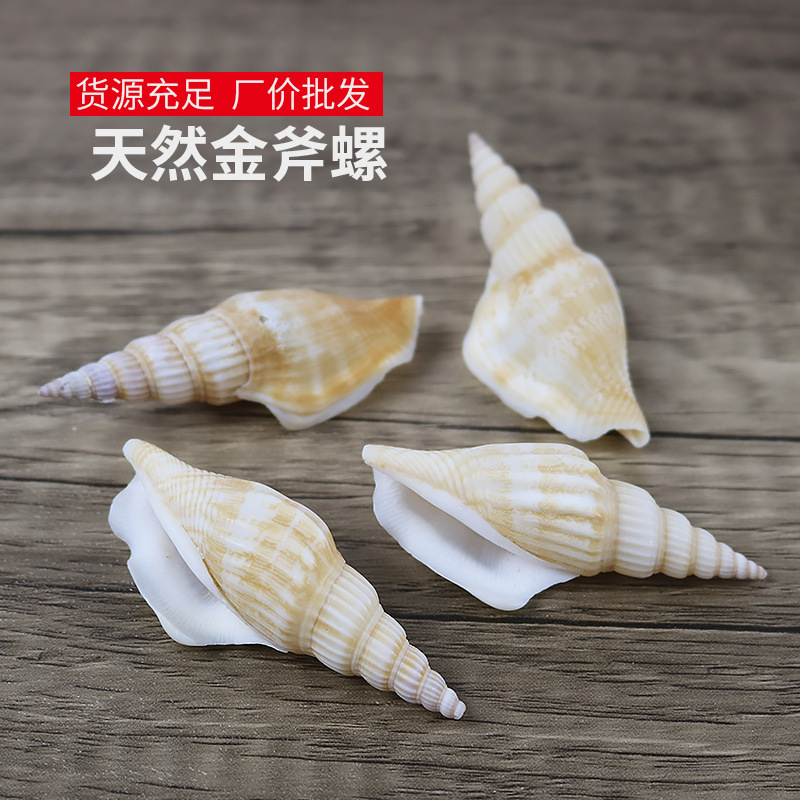 natural shell Conch Reaper torch Small snails fish tank Landscaping decorate diy manual Wind chime shot prop wholesale
