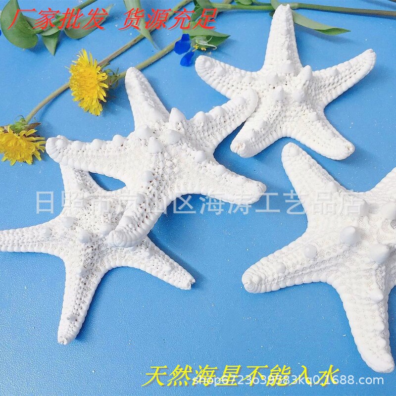 Manufacturer Wholesale Sea Urchins, Natural Sea Stars, King Sea Stars, Bun Sea Stars, Finger Sea Stars, Flat Finger Sea Stars, Decorative Children's Crafts Manufacturer Wholesale Sea Urchins, Natural Sea Stars, King Sea Stars, Bun Sea Stars, Finger Sea Stars, Flat Finger Sea Stars, Decorative Children's Crafts
