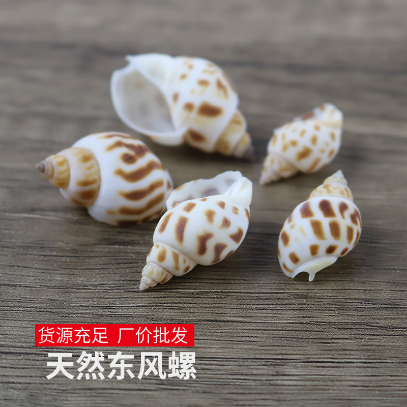 Xiaodongfeng Snail Flower Snail 500g Small Conch Creative Handmade Material Drift Bottle Fish Tank Landscaping Wholesale 0.5kg Pack Xiaodongfeng Snail Flower Snail 500g Small Conch Creative Handmade Material Drift Bottle Fish Tank Landscaping Wholesale 0.5kg Pack