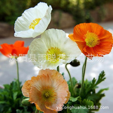 u˷N  ׷N ̨҃Իܻ һ100