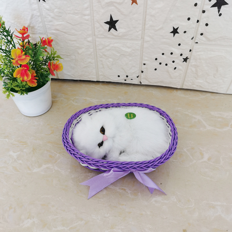 보라색 큰 프레임 순수한 흰색 고양이를 부를 것입니다