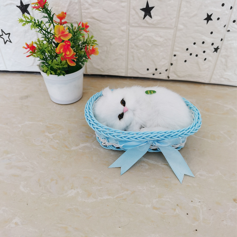 파란색 큰 상자 순수한 흰색 고양이를 부를 것입니다