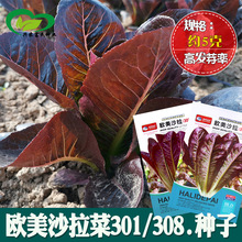 汉堡沙拉咖啡香麦菜种子批发 农田菜园可盆栽香脆柔嫩沙拉生菜籽