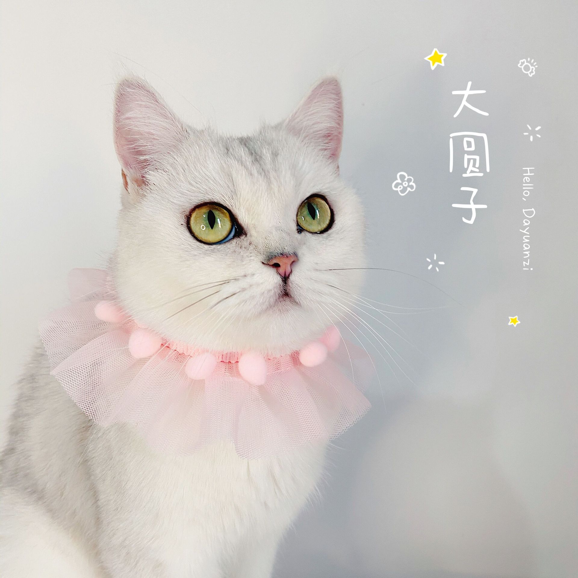 Perros de encaje para mascotas collar ajustable para gatos accesorios de fotos collar de viento asiático chino encantador viento
