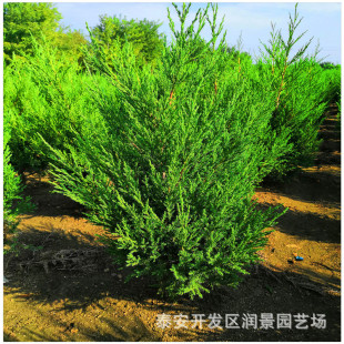 ����50������~����r�� ̩����u����Nֲ����80����1��������l