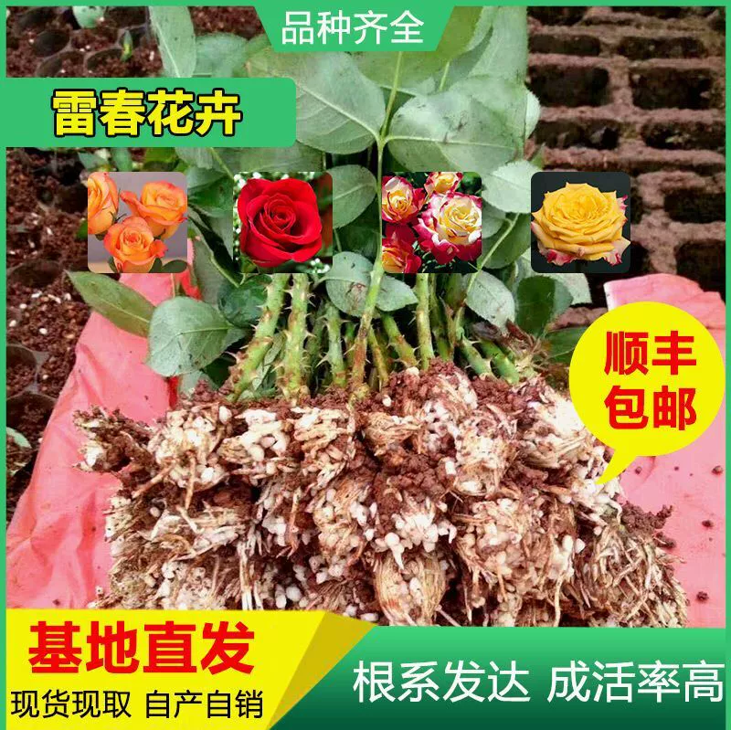 4000 Shunfeng Почтовые расходы можно смешивать и сочетать рассадку роз из Юньнани Рассада роз Карола Роза Свежесрезанная рассада роз