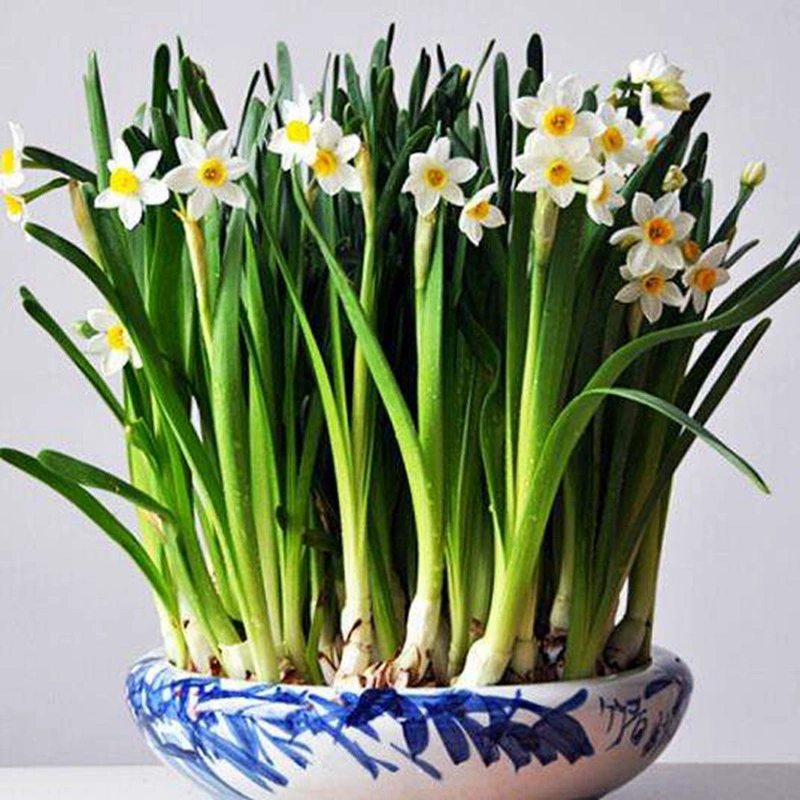 Нарцисс цветочный шар гидропонное растение в горшке с одним лепестком с двумя лепестками