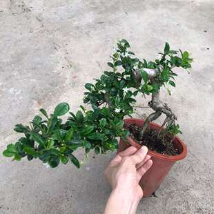 230 # Cliff Fujian Tea Landscaping Potted Green Plants Purify the Air