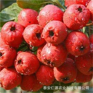 ������ɽ高���r�����Ʒ�|����Ʒ�N�����ϱ����Nֲ