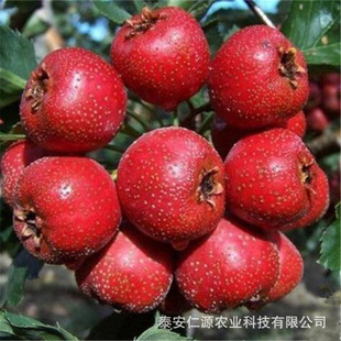 ɽ�| ɽ高�����؃r�� ������ɽ��� ��t��ɽ����������