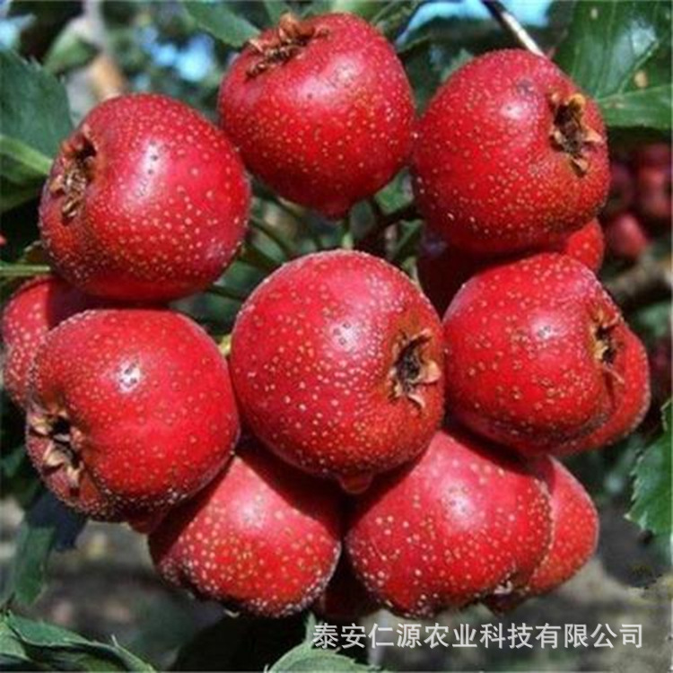 山东 山楂树苗基地价格 大棉球山楂苗 甜红籽山楂苗大量出售