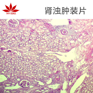 �������I���[��Ƭ �߽̽̌W�t�W�@΢�R�^�� ������Ƭ Ƭ�w�Ƀ�