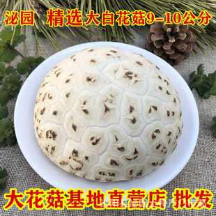 ��ꖼ��_10�󻨹���؛Ģ�������㹽ľ���a�����l���󃞻�һ�����l