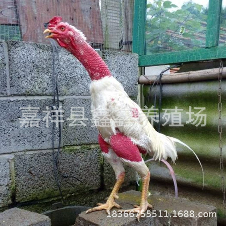 Аутентичная база для разведения боевых петухов, взрослых декоративных кур, доставляется в клетках, боевые петухи разводятся и продаются на долгие годы.