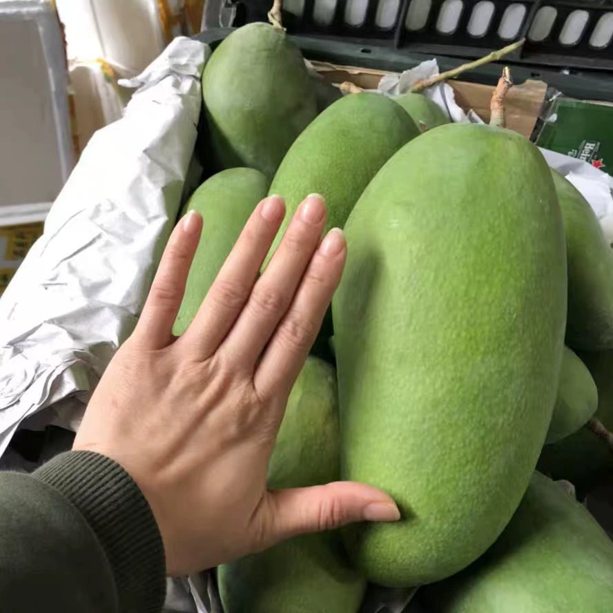 Вьетнамское зеленое манго, золотистое манго, зеленое манго, сезонные свежие фрукты, свежесобранные и отправленные.