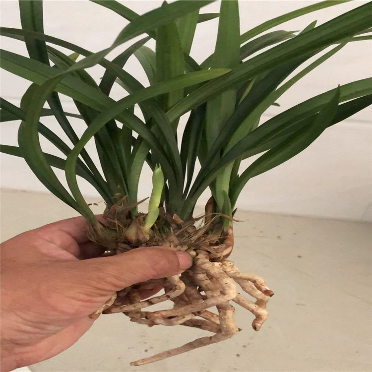 Поставка: Фуцзянь Цветок Южный Цветок Бонсай Орхидея Оптом