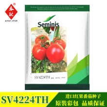 美国圣尼斯德澳特4224番茄种子大红果西红柿无限生长秋延越冬栽培