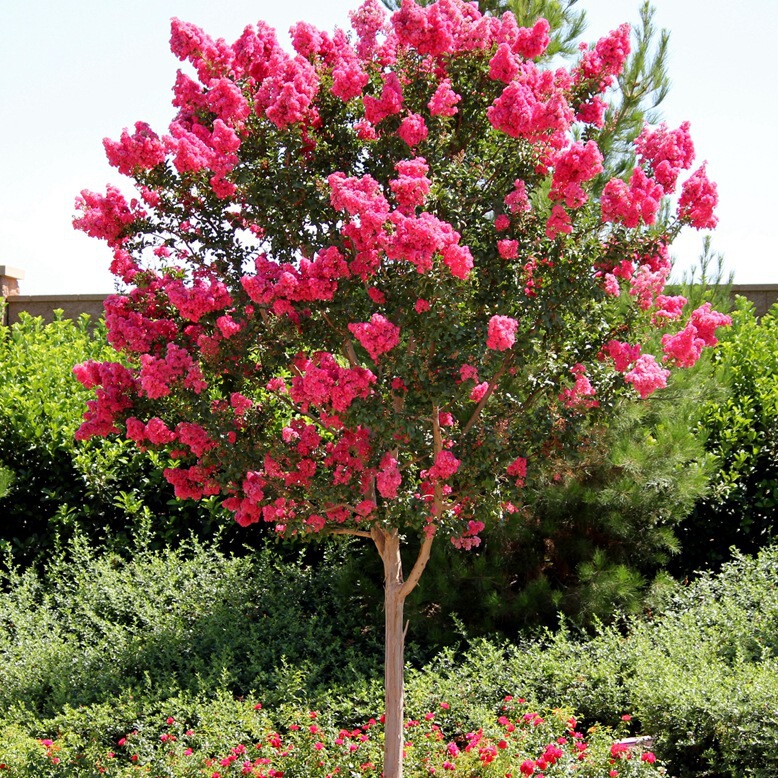 Crape Myrtle Tree American Red Rocket Garden Greening Tree Cold-Resistant Plant Hundred-Day Red Flower Period Super Long Crape Myrtle Flower Tree Crape Myrtle Tree American Red Rocket Garden Greening Tree Cold-Resistant Plant Hundred-Day Red Flower Period Super Long Crape Myrtle Flower Tree