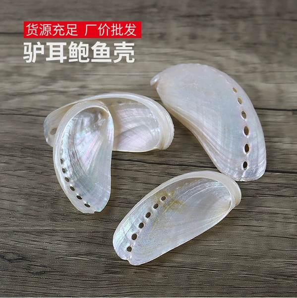 Polish donkey ear abalone shell 4-6 cm a piece