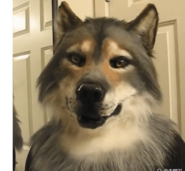 Águila máscara águila cabeza cubierta Halloween simulación animal Bulldog loro viejo y joven cabeza cubierta máscara