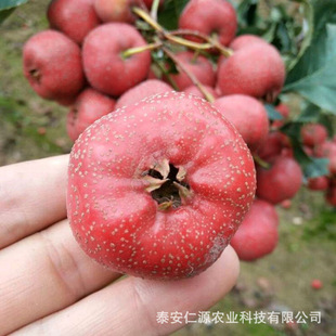 ���ɽ�����t��ɽ高�������ɽ���1-3����ɽ髹��������l