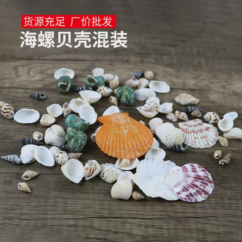 地中海贝壳海螺材料水族箱鱼缸装饰摄影道具天然扇贝批发DIY材料
