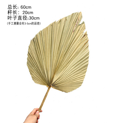 Pu fan hoja girasol fan hoja grande flor seca hoja de palma ventana vino fiesta arte colgante de pared decoración boda Arco de la boda diseño