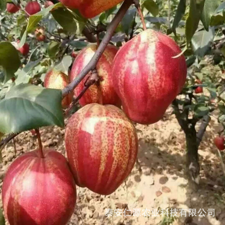 早酥红梨树苗 三红梨树苗早熟品种 梨树苗根系发达 易成活易管理