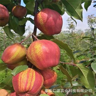 �����������������ּt�������������l����������