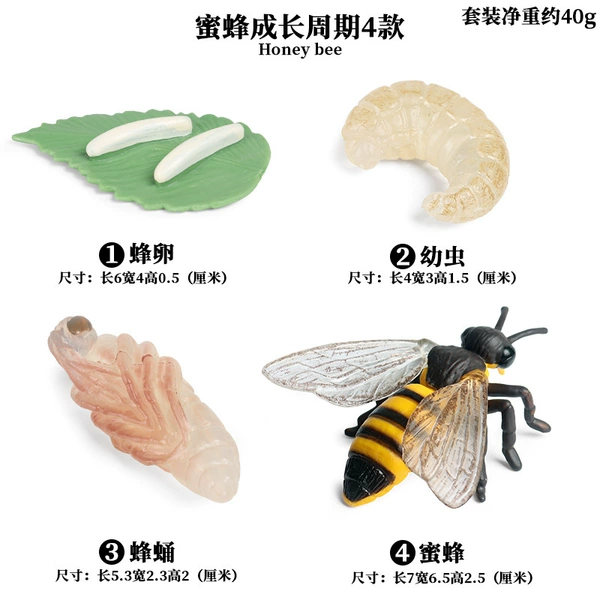 2404 Bee growth cycle 4 sets of 4 sets