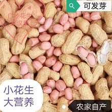 当季新货新鲜带壳花生干生花生白沙花生农家自种晒干自产一件代发