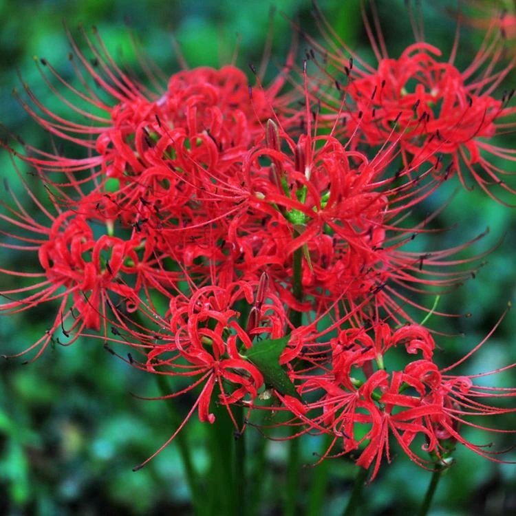 Каменный чеснок Цветочный шарик с другой стороны