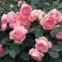 汉密尔顿四季浓香型浓香月季花